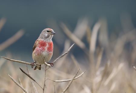 6 Značilne predstavnice travniških vrst ptic na Radenskem polju - repnik, foto: Ruj Mihelič